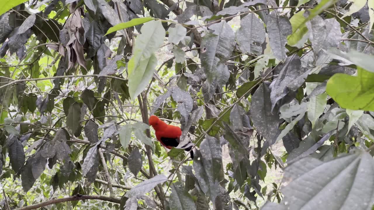 Footage of the Andean Cock-of-the-rock in its natural environment in the Andean town of Jardín in the Antioquia Department of Colombia