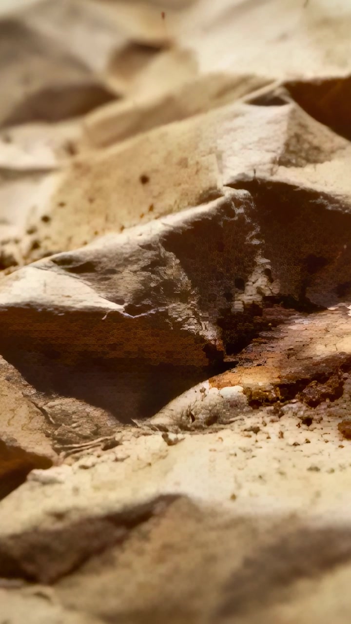 Video verticale: Pulviscolo che fluttua e attira formiche che mangiano su carta stropicciata su un tavolo, radunandosi su una macchia.