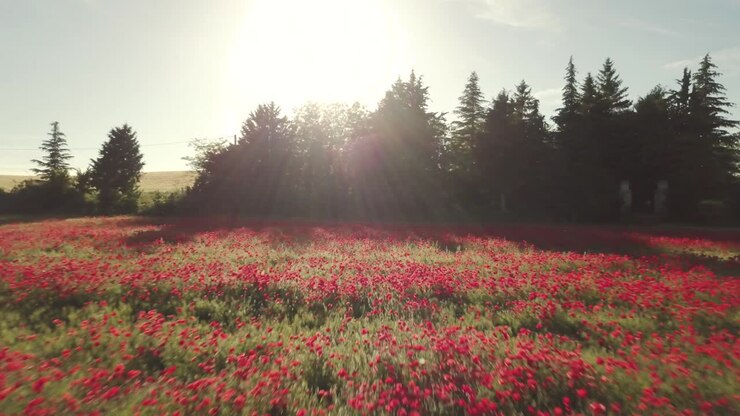 花が ⁇ いている農村の田んぼの空中景色