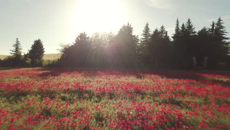 Vista-Aérea-De-Campos-Rurales-Con-Flores-En-Flor