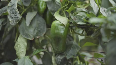 close-up of green bell pepper on plant in garden