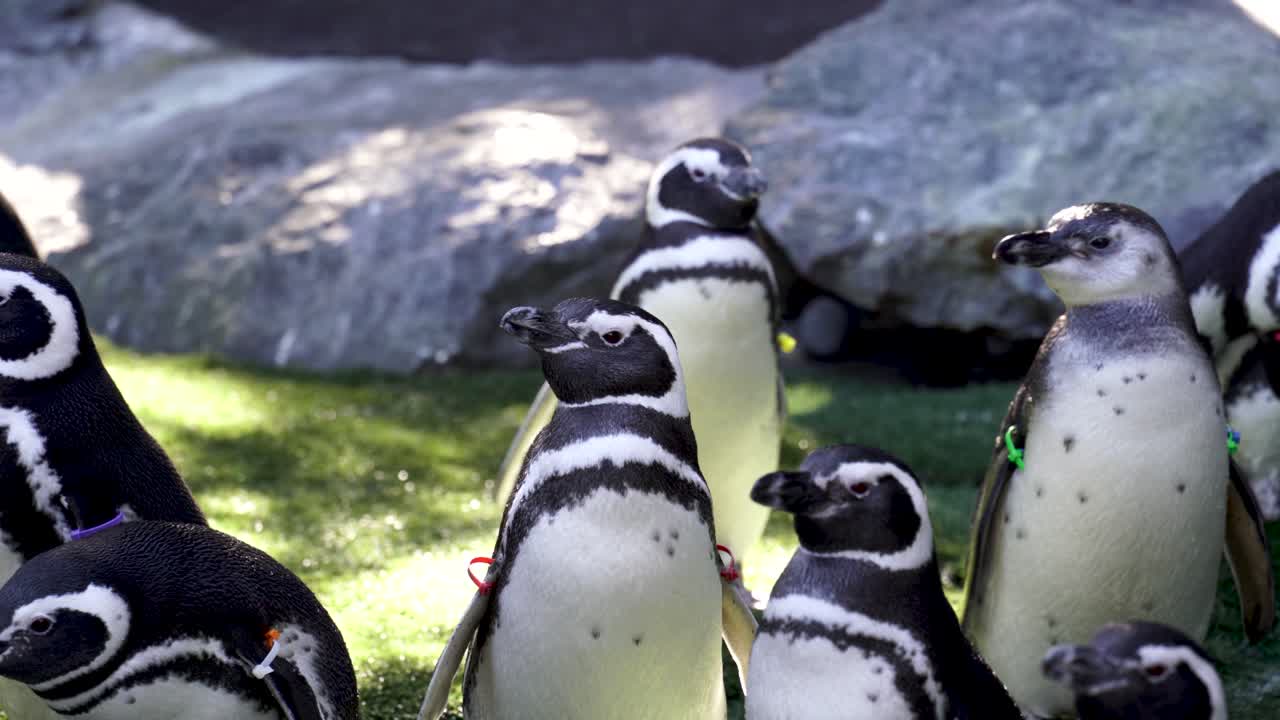 un pequeño grupo de pingüinos de magallanes descansa en un solar recinto del zoológico,