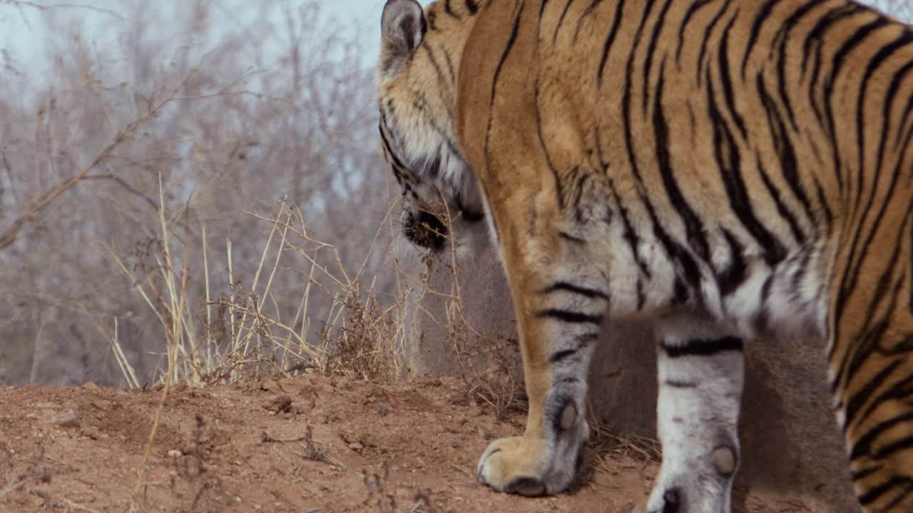 바위 의 식물에 호랑이 새를 맡고 발을 고 - 뒤에서 다