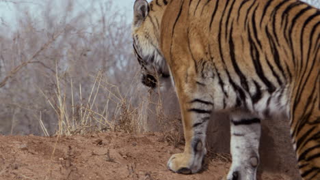 tiger smelling and pawing at plant next to rock - from behind shot