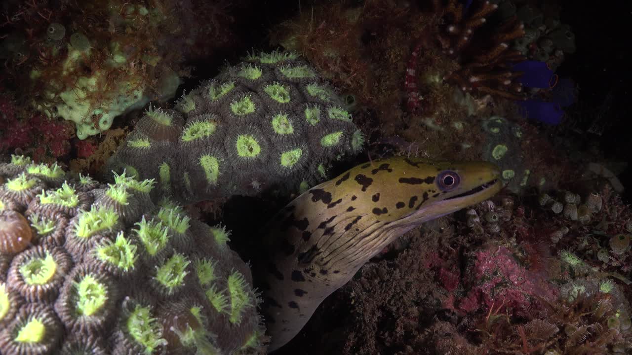 anguila morena fimbriada sobre arrecifes de coral en la noche