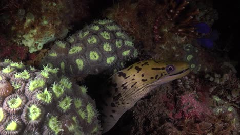 fimbriated moray eel  on coral reef at night