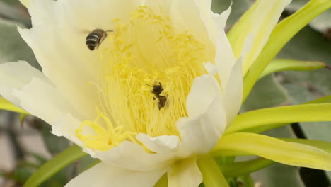 Dragon Fruit Flower with Bees
