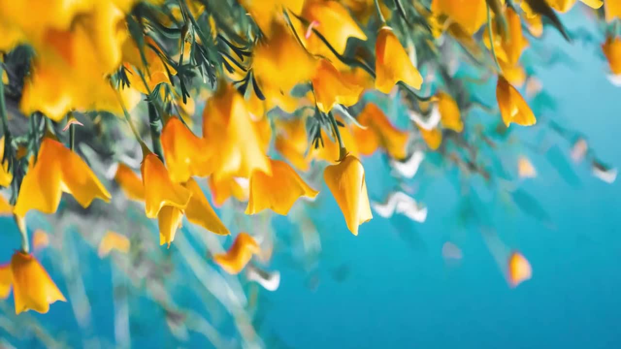 Vibrant Yellow Flowers Against a Blue Background