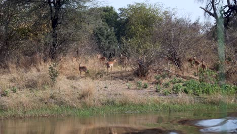 manada de lechwe rojo pastando a orillas del río chobe cerca de caprivi en la frontera de namibia con botswana, áfrica