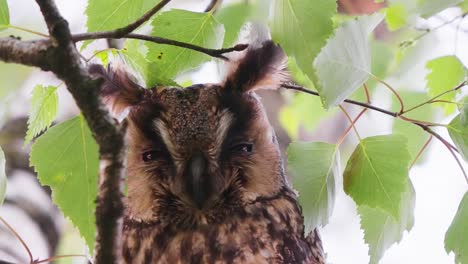 long-eared owl among tree leaves in veluwe, netherlands, close up