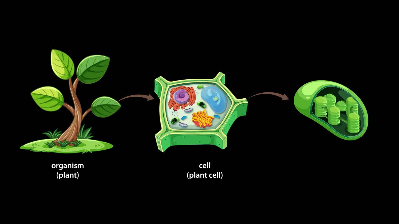 Animated sequence visually transitions from a whole plant to a plant cell, then zooms into a chloroplast organelle, using clear labeling and smooth movement