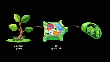 animated sequence visually transitions from a whole plant to a plant cell, then zooms into a chloroplast organelle, using clear labeling and smooth movement