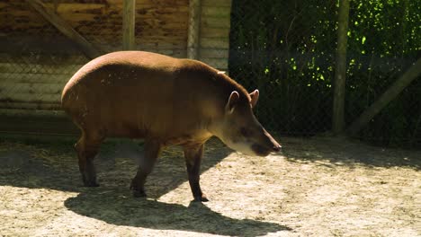 一只濒临灭绝的动物 - - 塔皮尔 (tapir) 沿着围<unk>在自己的领地行走,在空气中闻到某种气味,周围看着可疑的慢动画.