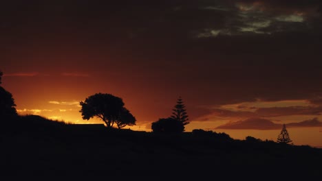 silhouettes of trees on meadow during spectacular sunset