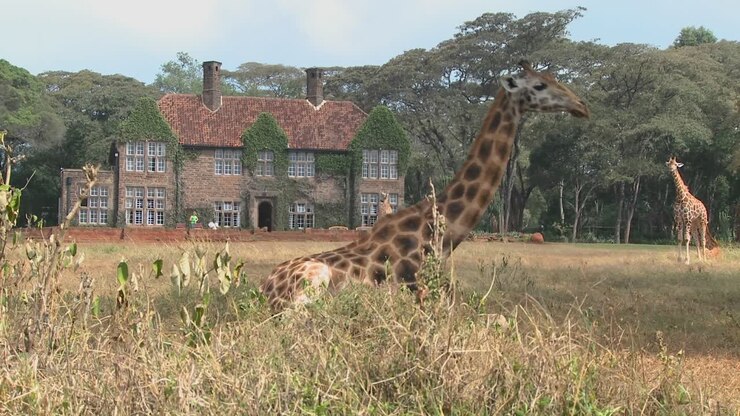 Giraffes mill around outside an old mansion in Kenya 19