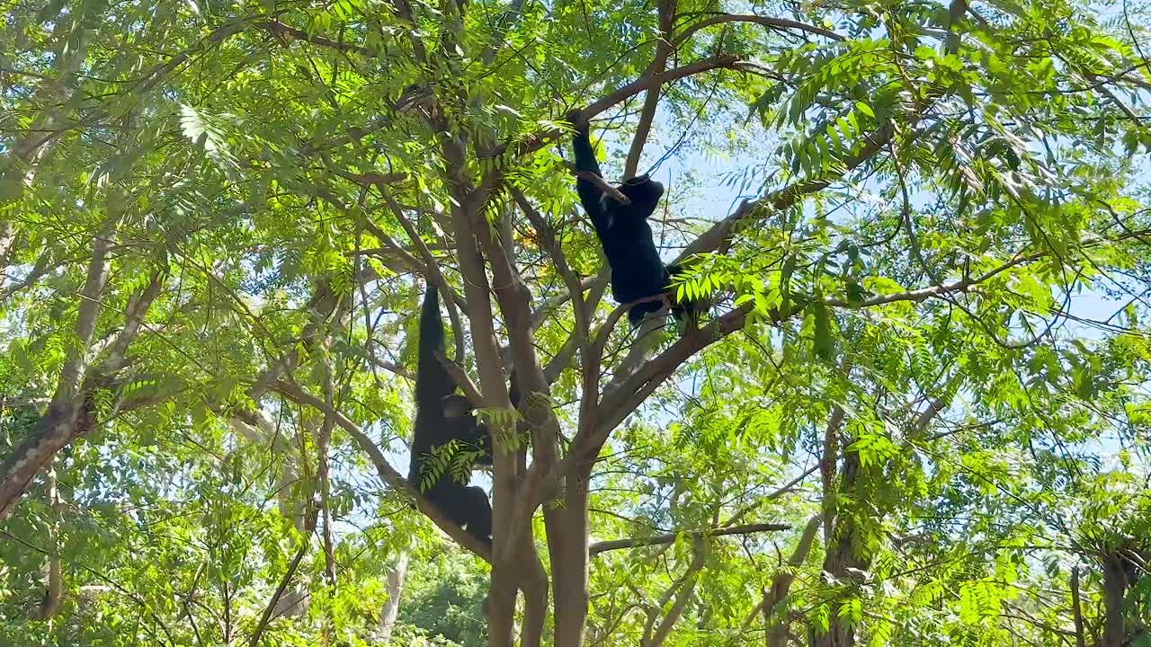 гиббон грациозно качается по пышным зеленым деревьям.