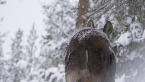 Großer-Elch,-Eingehüllt-In-Weißen,-Nebligen-Schnee,-Der-Im-Winterwald-Wandert---Rückansicht-Mittlere-Zeitlupenaufnahme