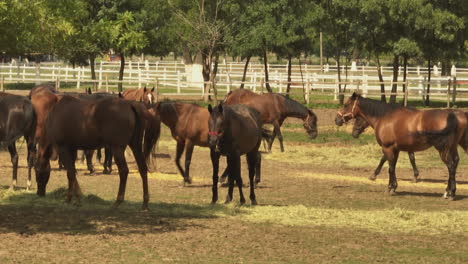 horses in a pasture