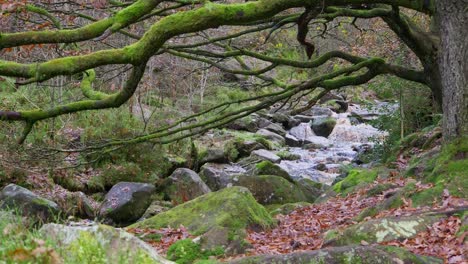 Ein-Ruhiger-Winterwald-Mit-Einem-Langsamen-Bach,-Goldenen-Eichen-Und-Abgefallenen-Blättern-Bietet-Eine-Friedliche-Und-Entspannende-Szene