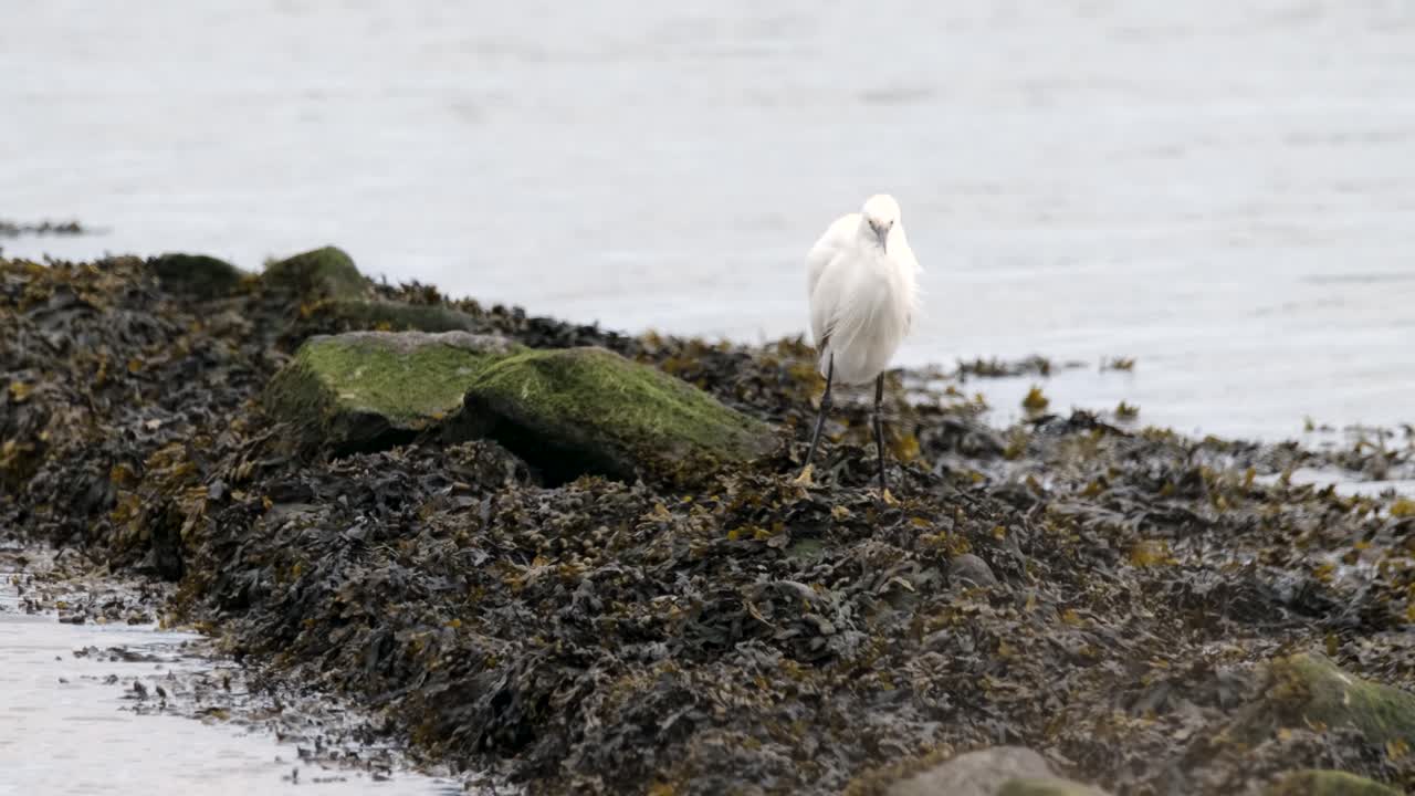малая цапля белая птица водоросли береговая линия