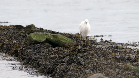 Garceta-Pájaro-Blanco-Algas-Litoral