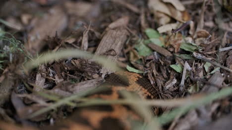 Close-up-of-a-kentan-sand-boa-slithering-into-a-burrow