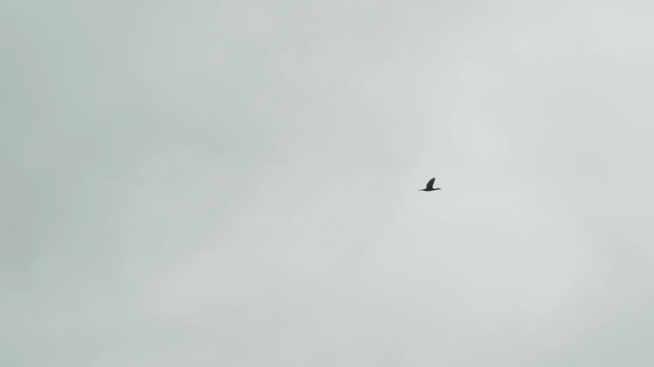 Uccello solitario che vola su cielo nuvoloso, rallentatore