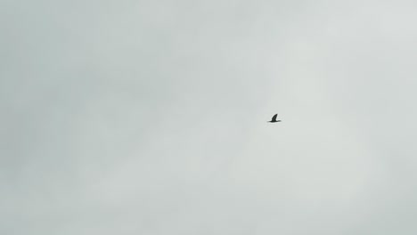 single bird flying on overcast sky, slow motion