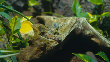 hand-held footage of a stunning leopard gecko resting on a tree stump