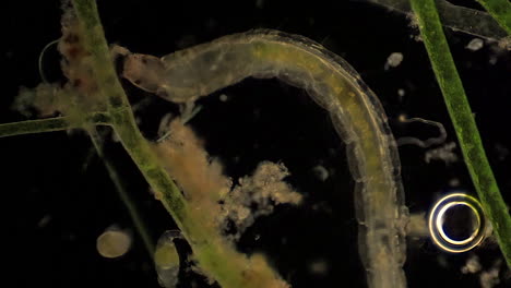 Microscopic-Chironomidae--feeds-amid-aquatic-plants