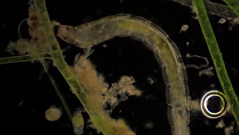 los chironomidae microscópicos se alimentan en medio de plantas acuáticas.