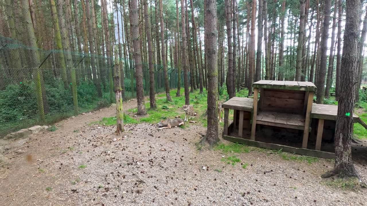 Static wide shot of empty wolf enclosure in pine forest, natural daylight, conservation habitat