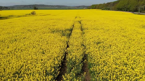 rapeseed drone footage from above following tractor tracks of beautiful yellow crops growing in the farmlands of sweden