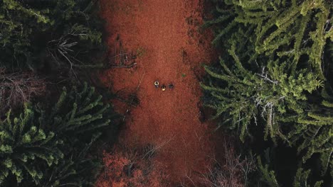 Bird's-eye-view-of-hikers-walking-along-a-pine-forest-with-fallen-amber-leaves-path-during-autumn