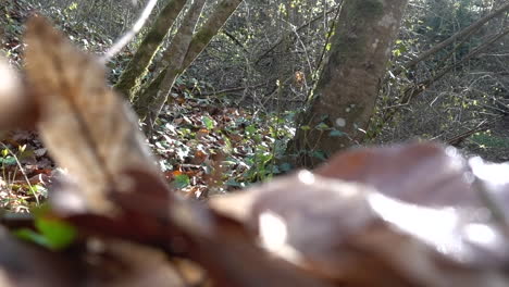 Ein-Teenager-Geht-Morgens-In-Einem-Schweizer-Wald-Auf-Trockenen-Herbstblättern-Spazieren