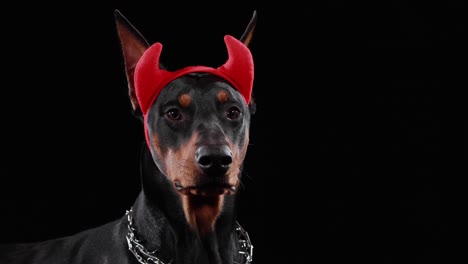 doberman dog wearing red devil horns costume