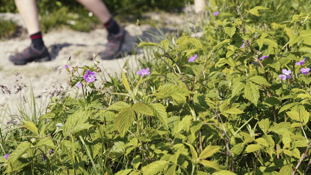 primer plano de los pies de un grupo de excursionistas caminando por un sendero de montaña rocosa con un perro en una correa