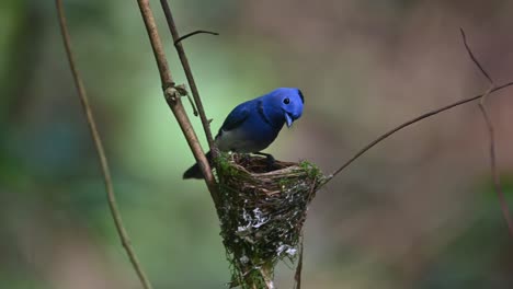 Papamoscas-Azul-De-Nuca-Negra,-Hypothymis-Azurea,-Tailandia