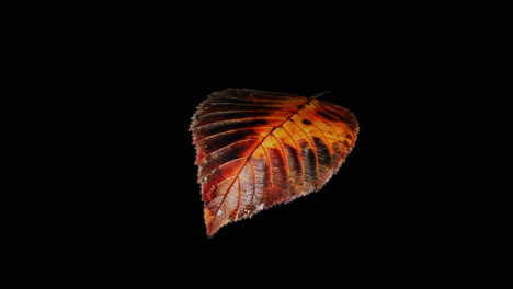 autumn leaves on a black background