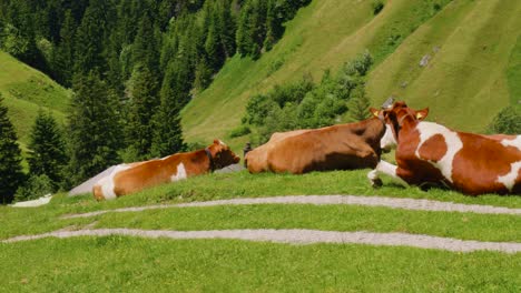 cows grazing in green pasture, hills and trees in background