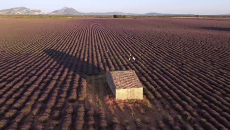 lavender field agriculture cultivation and famous house in plateau de valensole at sunset, provence, france