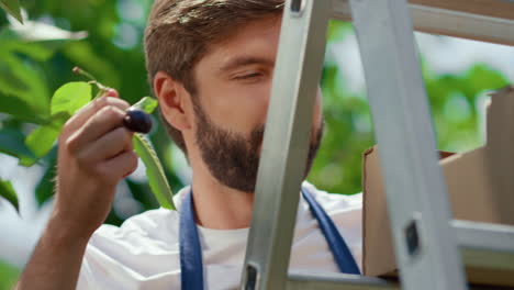 Man-gardener-collecting-cherry-wooden-box-on-organic-green-plantation-portrait