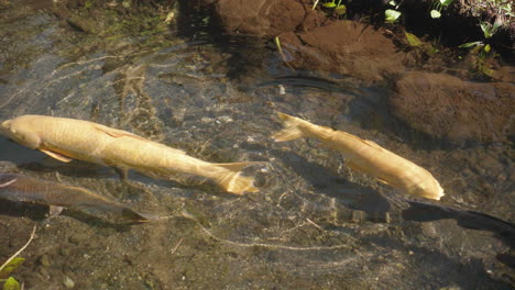 Japanese-Koi-Fish-Swimming-On-Transparent-Water-Pond-Under-Sunny-Sky-In-Tokyo,-Japan