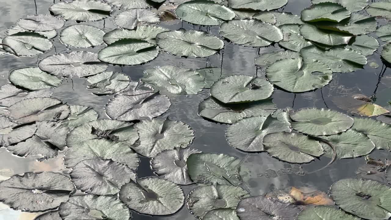 Lilly pads in a pond at the Green Point Park in Cape Town, South Africa.