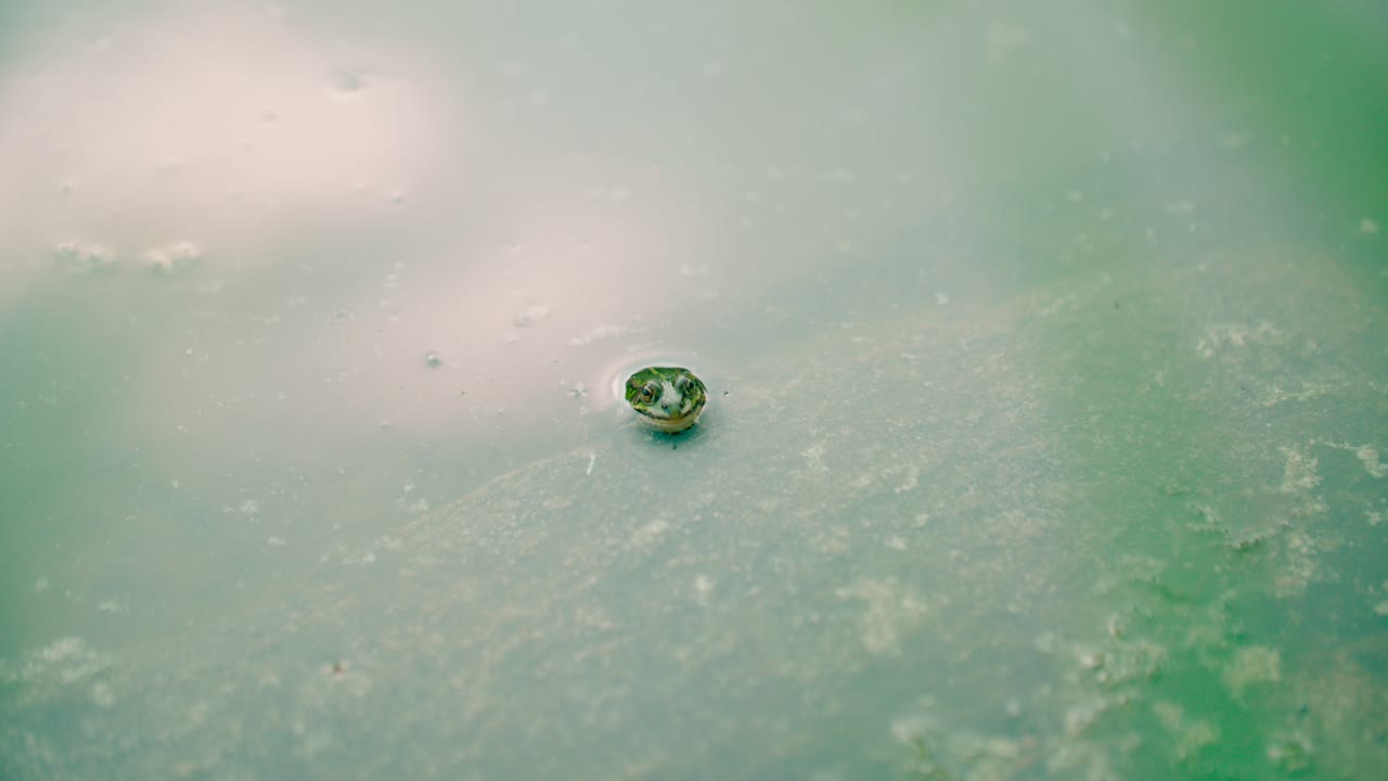 лягушка высовывает голову из пруда, покрытого мхом