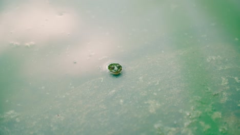 Frog-sticking-head-out-on-a-pond-covered-with-moss