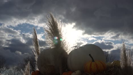 beautiful light from the sun that makes the pumpkins magnificent from this angle