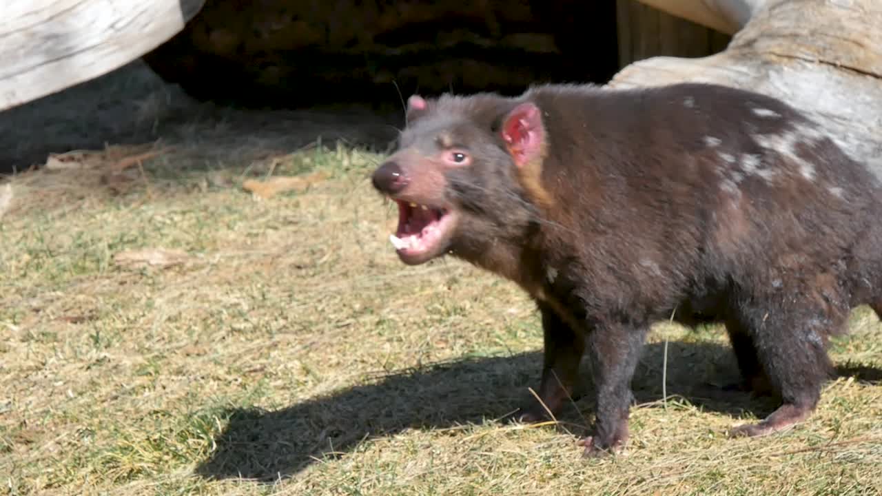 Tasmanian devil walking on the ground