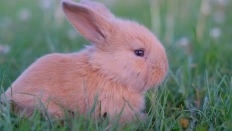 cute red rabbit among green grass outdoors easter symbol