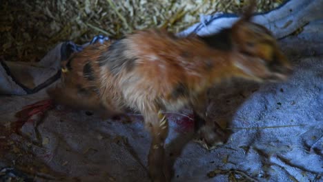 a brown baby goat takes its first steps after being born